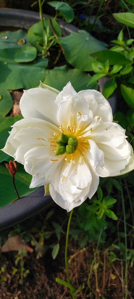 Smruti_Dream's tweet photo. Random clicks. #FlowersOnFriday #NaturePhotography #flowerphotography #MotherNature #greenearth #freeoxygen #stressfreeworld #stressfreework #PlantTreesSaveNature #plants #planttwitter #GreenIndiaChallenge #naturebeauty #NatureCampaign #naturelove #flowerunivers https://t.co/Goa2SsmiXP