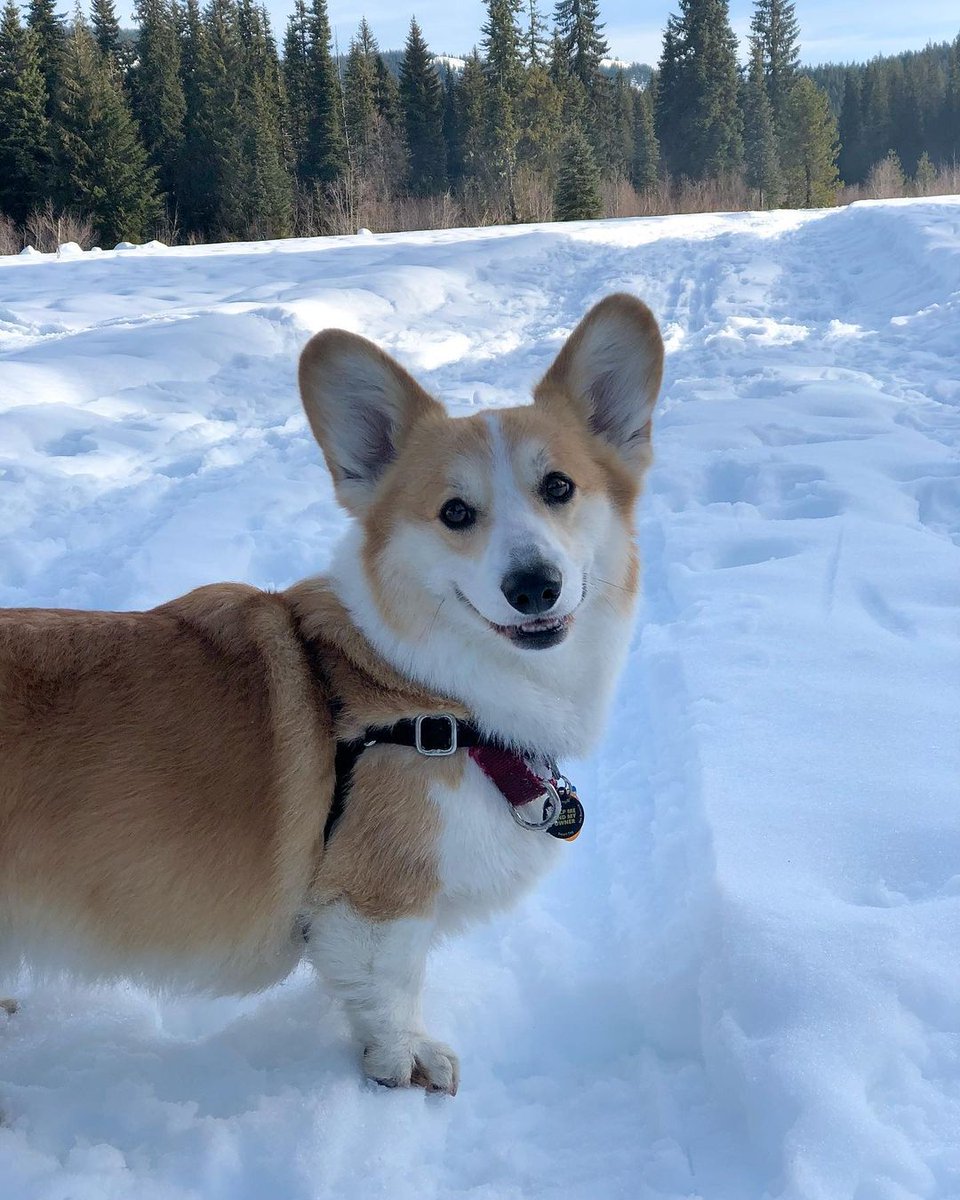 CommunityCorgi's tweet image. Who love this?🥺
Follow us👉 for more content! 😻🥰
 
❤️Double tap⁣❤️
_
_
#CorgiCrew #Corgi #corgiofTwitter