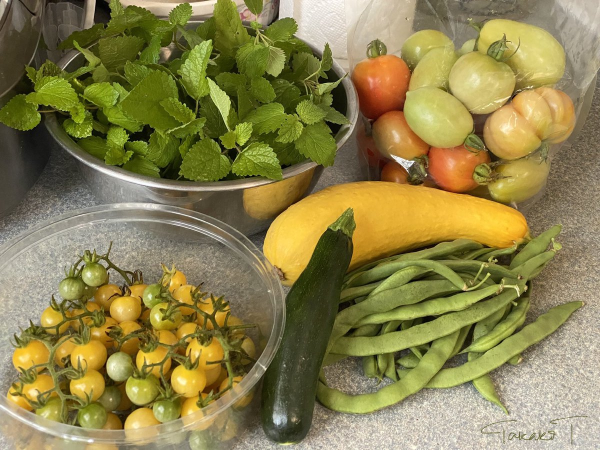 Today’s harvest
(also a few leaves of LacinatoKale, not in the pic) #communityGarden