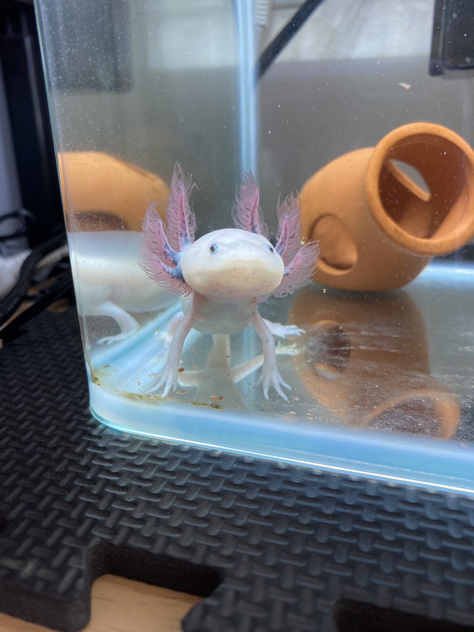 ピーくん Piiiikun04 Twitter