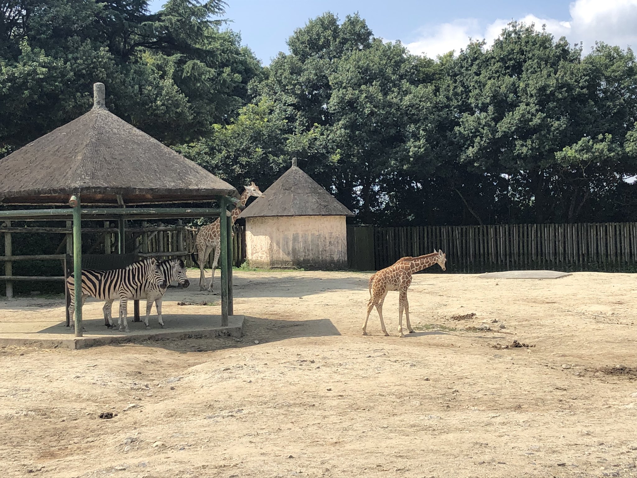 東武動物公園 公式 リュウくん キリンの ナツキ は もうアフリカサバンナに馴染んでますね お母さんのナツコから離れて 行きたい所に自由に行ってます 一安心 東武動物公園 キリン T Co Ofvm6uqiq8 Twitter