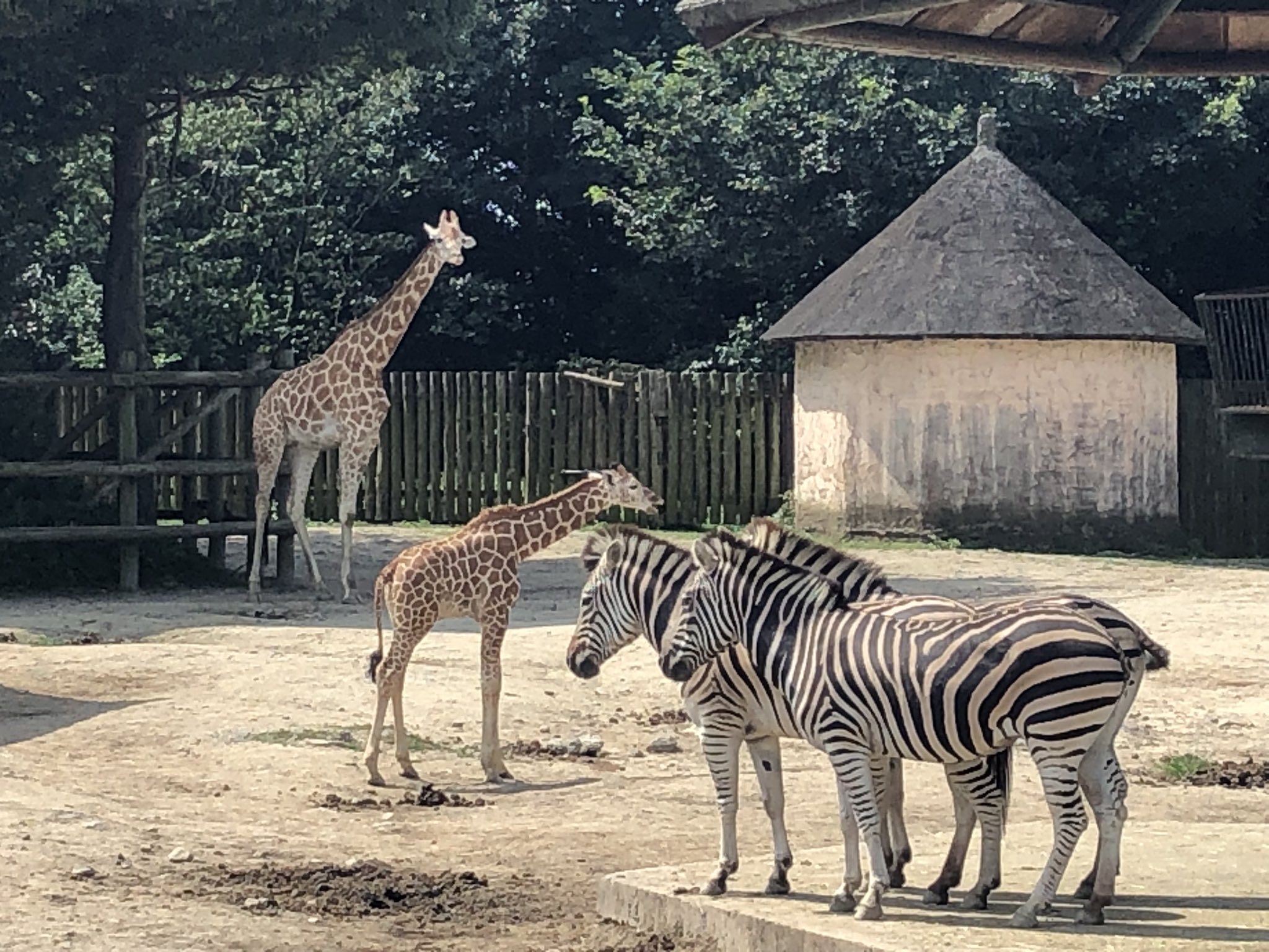 東武動物公園 公式 リュウくん キリンの ナツキ は もうアフリカサバンナに馴染んでますね お母さんのナツコから離れて 行きたい所に自由に行ってます 一安心 東武動物公園 キリン T Co Ofvm6uqiq8 Twitter