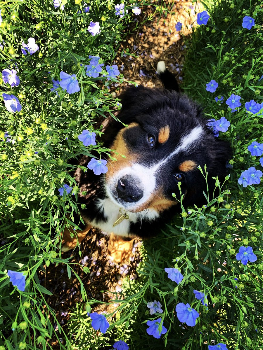_nicoleconnor's tweet photo. @Bayer4CropsCA #FarmDogOfTheYear x2 https://t.co/MneyJDifVm
