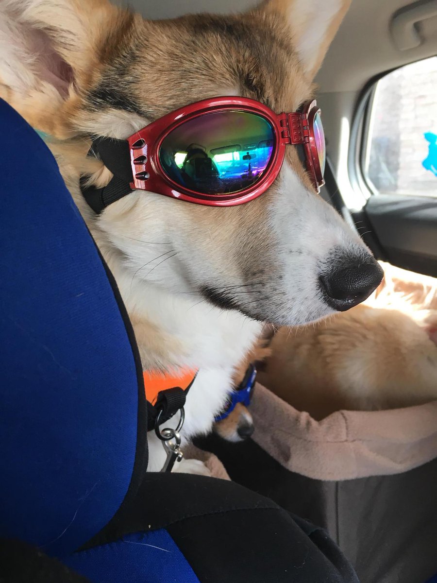 Too cool for school. 😎 #cutedogs #cooldogs #dogsarethebest #doggoggles