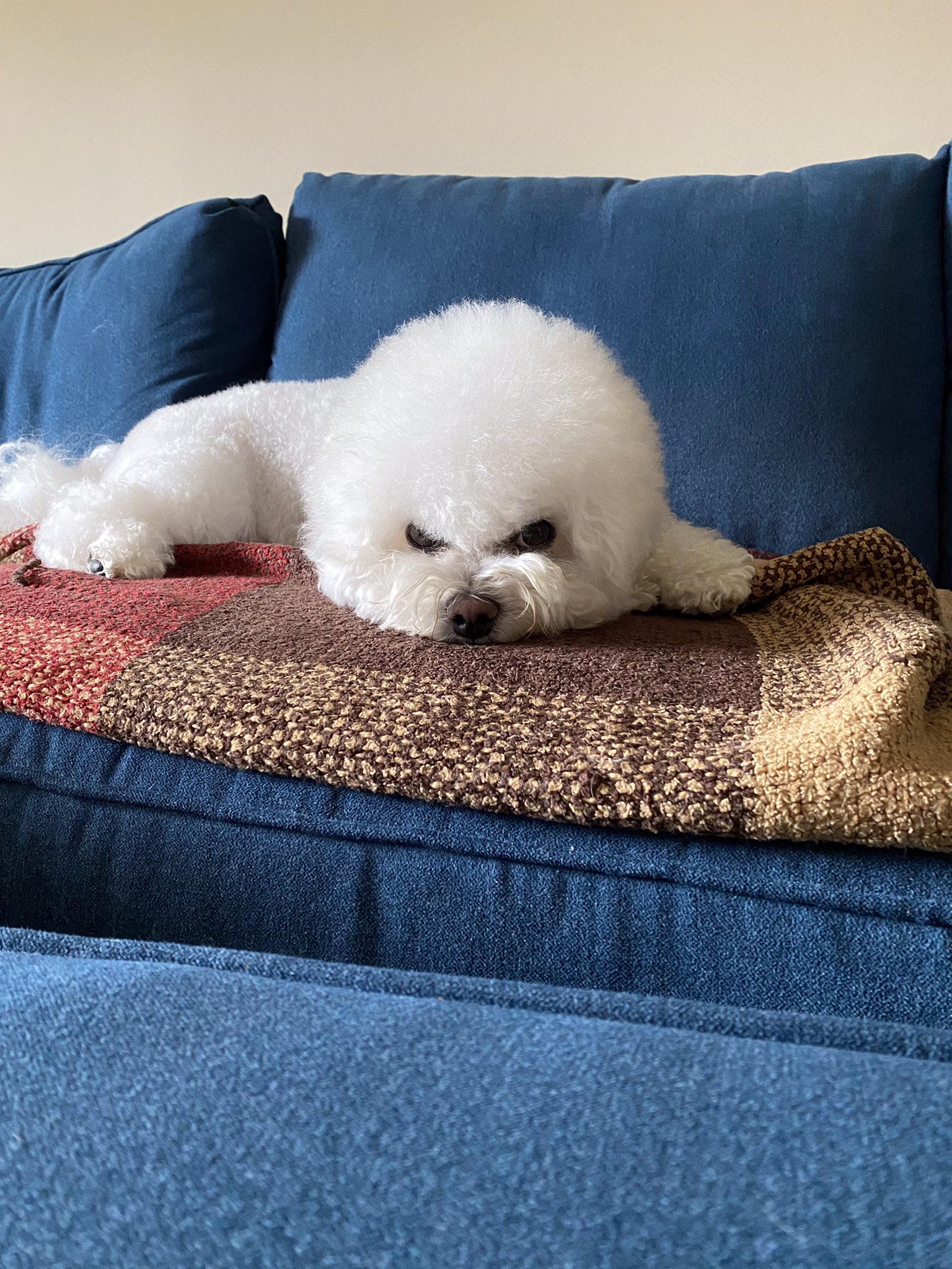 Angry bichon 2025