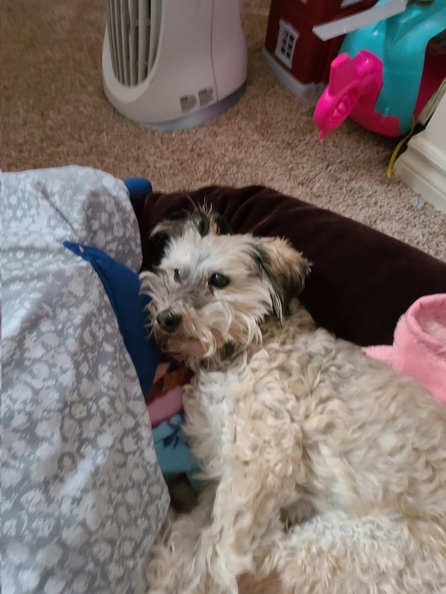 Aelwulf's tweet photo. @dog_rates And her grumpy old roommate, Dumbledore https://t.co/CNLjwR5uxJ