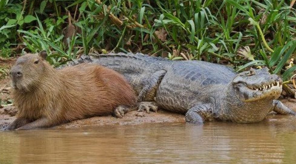 CAPYBARA MAN tweet media