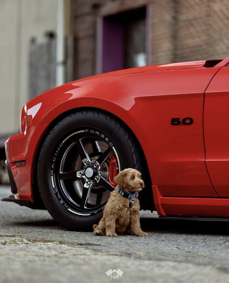 WeldRacing's tweet photo. We definitely couldn’t miss a chance to share a couple of our favorite things dogs and Alumastar 2.0s for #NationalDogDay

Owner: 1bad5ohh
📷: jsp_auto

#WELDRacing #WeldWheels #RunWeld #WELDStrong #FrontRunner  #Racing #Mustang #Dogs #Pups #MadeinKC https://t.co/ierA3NfLri