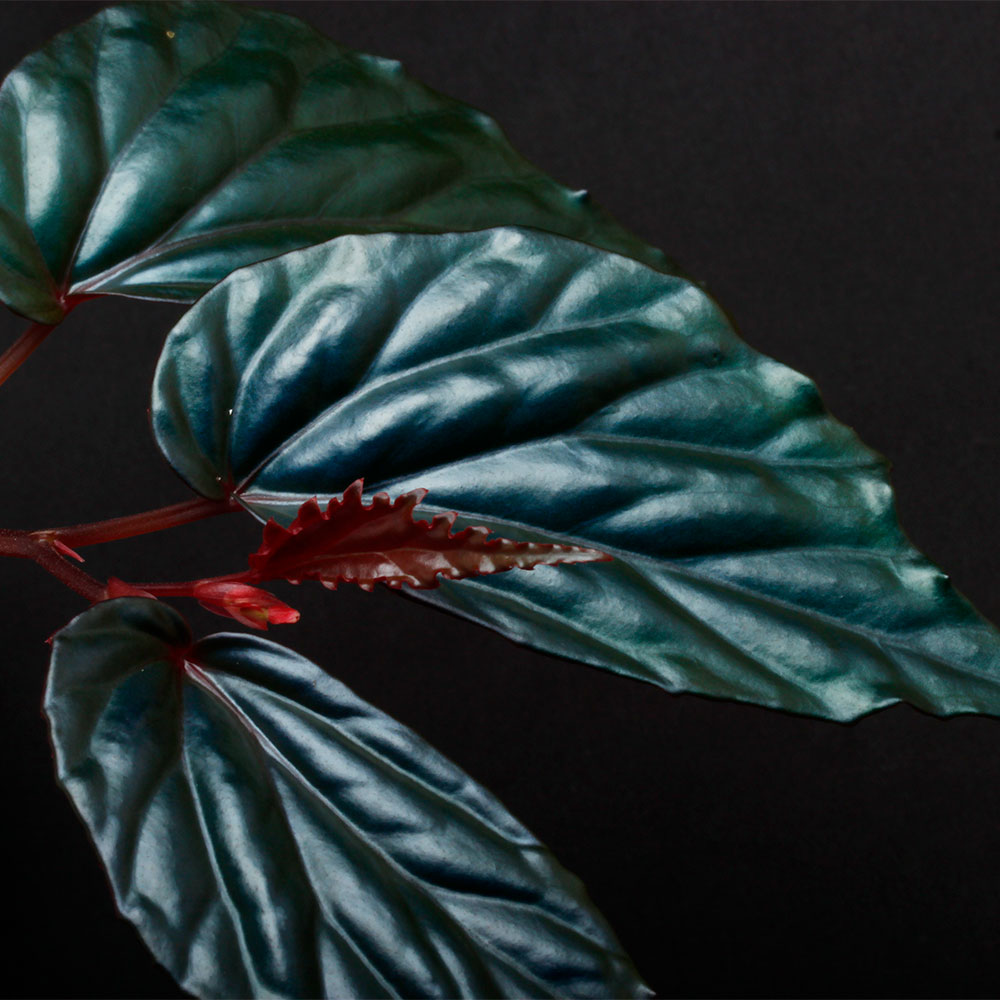 特大株❣️ 原種ベゴニア ベゴニア テムユク