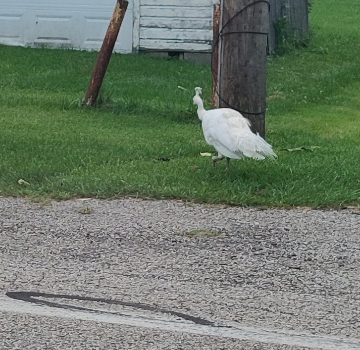 A white peacock crossed the road in front of me and my dad today?? https://t.co/NplRQtbdcU