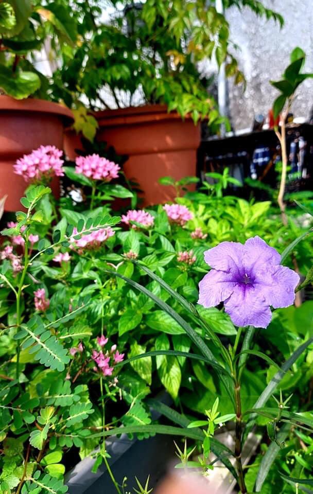 AuntJeanSilver's tweet photo. #Flowers #FridayMotivation #FridayForFreedom
Stand with Hong Kong https://t.co/1uAeUYNFUY