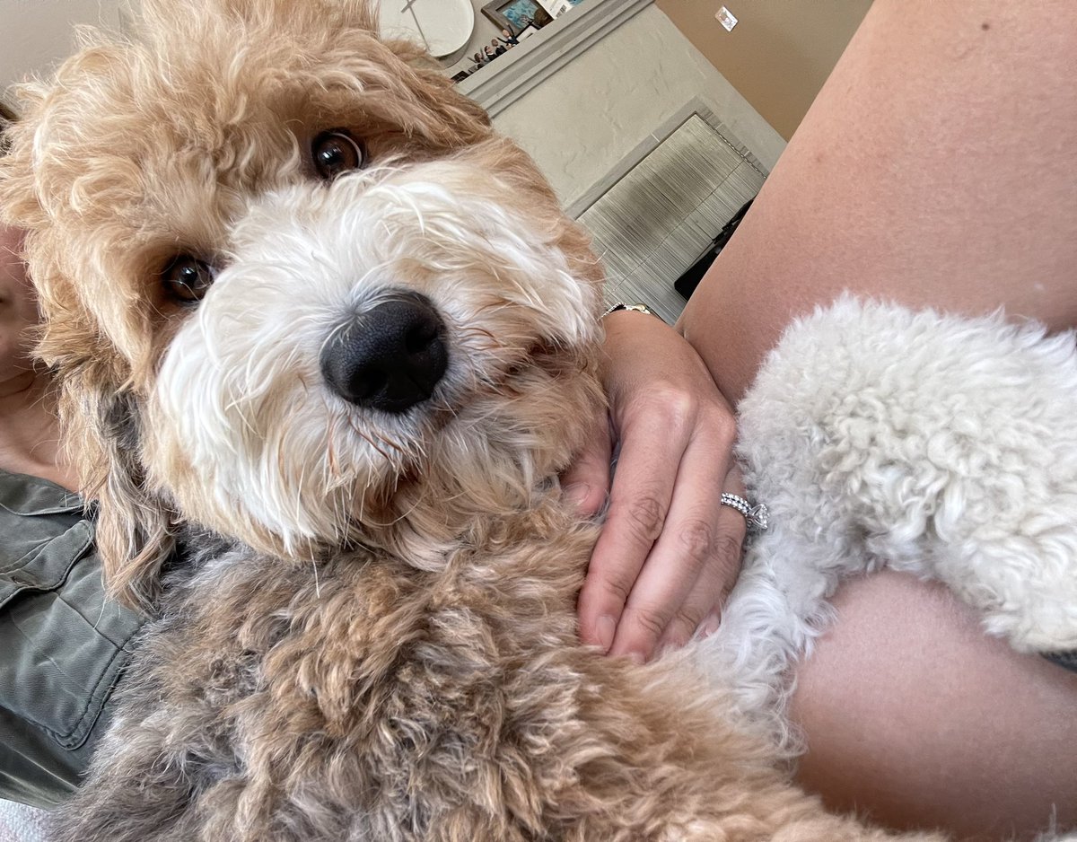downtownmama's tweet photo. Happy #NationalDogDay 🐶 https://t.co/xANpcvcOWd