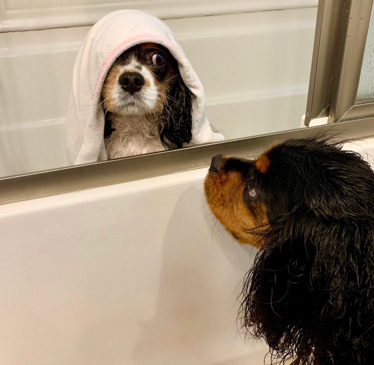 Richard (@guestpackets) on Twitter photo RT <a href="/ocktalks/">Mark Ockerbloom</a>: If I didn’t get these posted today, I’d be in the doghouse.🤷🏼♂️ Happy National Dog Day from Riley and Tucker!🐶🐶 #NationalDogDay <a href="/sullw/">Wendy Sullivan</a> 😍 RT <a href="/ocktalks/">Mark Ockerbloom</a>: If I didn’t get these posted today, I’d be in the doghouse.🤷🏼♂️ Happy National Dog Day from Riley and Tucker!🐶🐶 #NationalDogDay <a href="/sullw/">Wendy Sullivan</a> 😍
