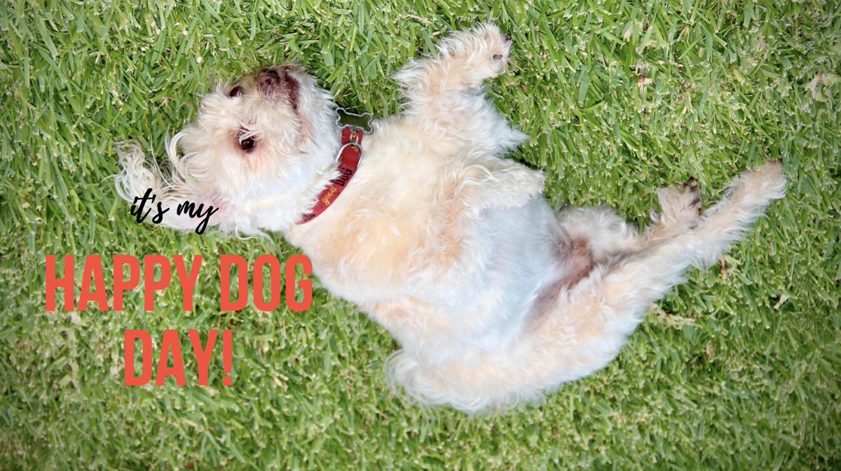 #HappyNationalDogDay Life is better with our four legged family. #Celebrating all dog lovers, all dogs, and all the unconditional love and happiness out there. #AdoptDontShop #Rescue #BuddyTomson Everybody needs a buddy🐾