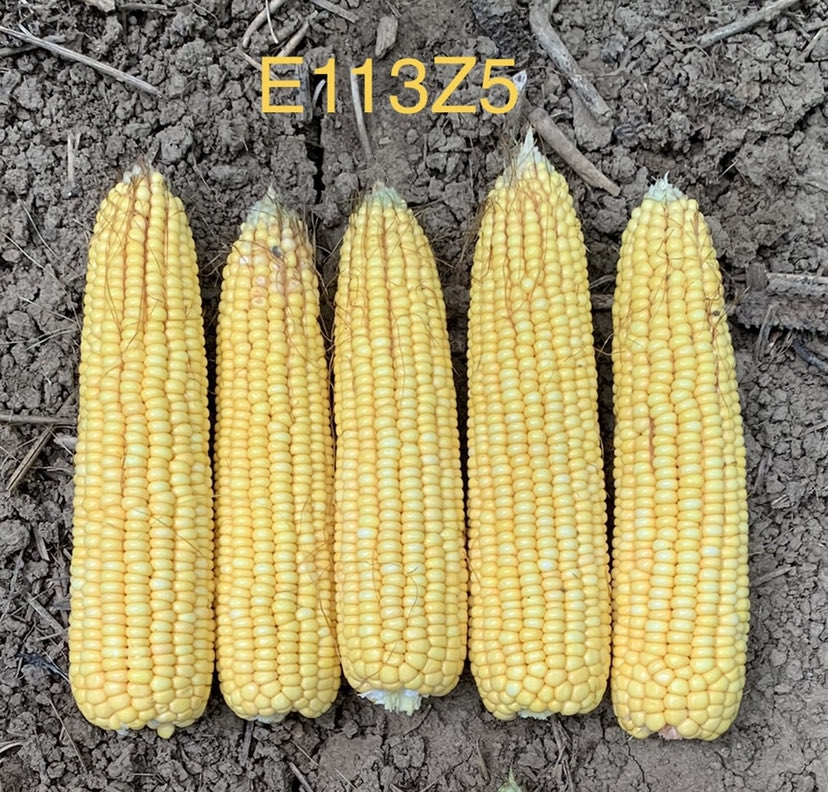 RupeAndrew's tweet image. Wow E113Z5 is looking unreal in our southern WI silage plot! Can’t wait to see how she does once the choppers start rolling!