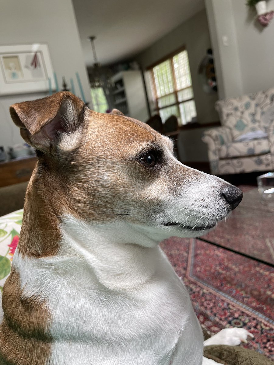 kelsips's tweet photo. Happy #InternationalDogDay to the goodest boy. https://t.co/6S2Fr5D7XA