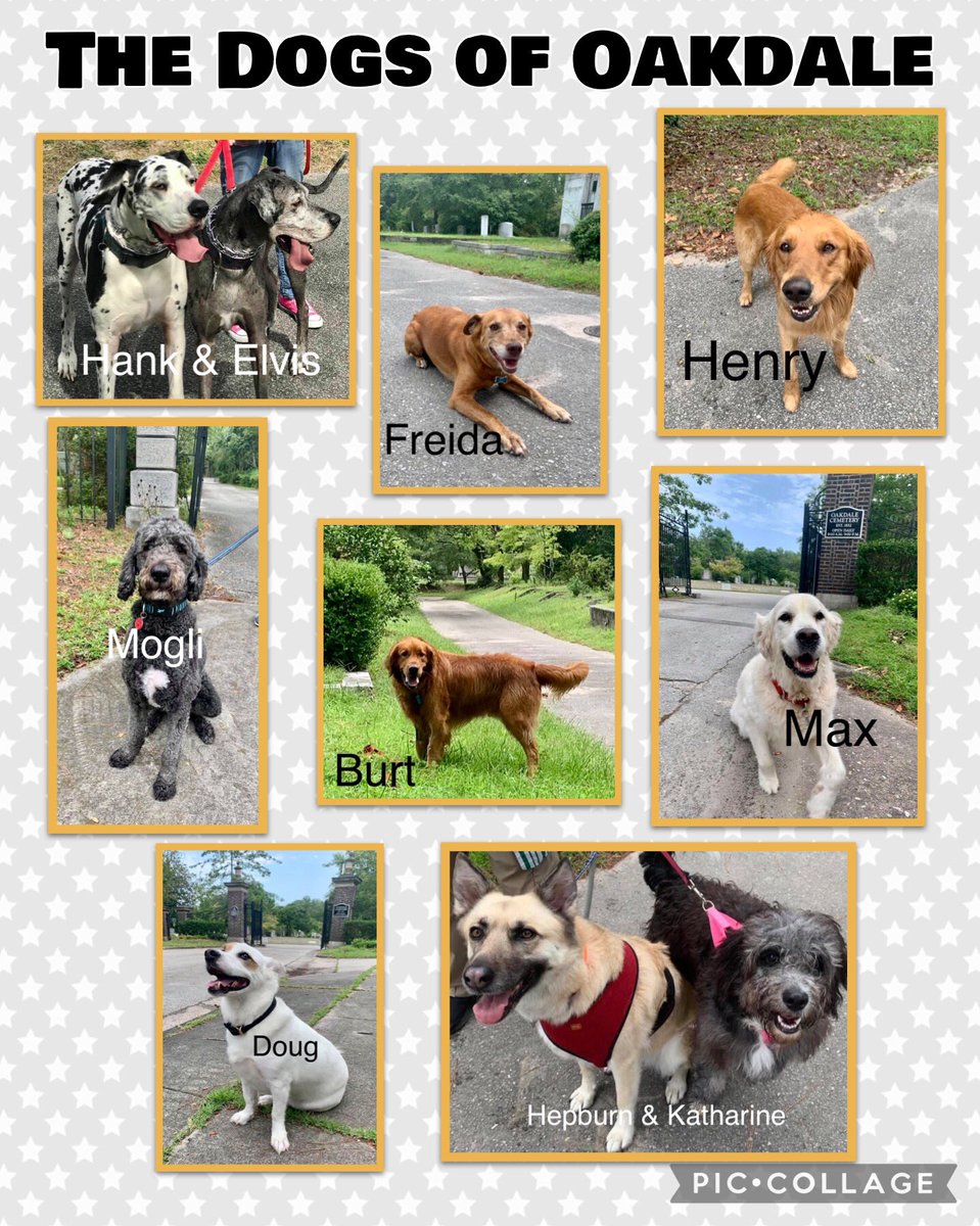 🐶Dogs of Oakdale !!!!  
Happy National Dog Day!!🐶
Max, Mogli, Elvis and Hank, Katharine and Hepburn, Bert, Henry, Frieda and Doug. 
#OakdaleCemetery #ILM #CemeteryDogs #NationalDogDay