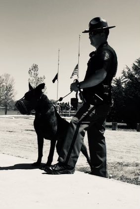 NSP Dog Division tweet media