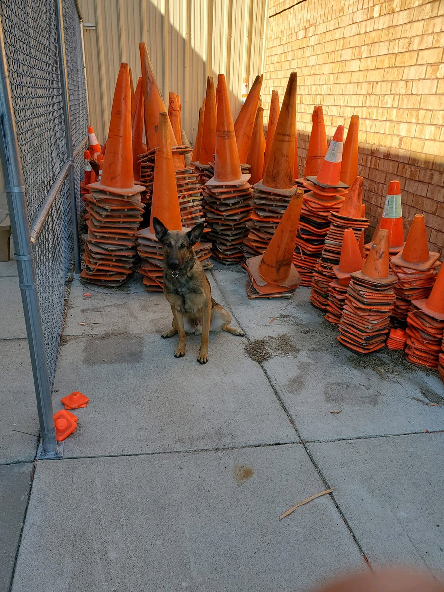 NSP Dog Division tweet media