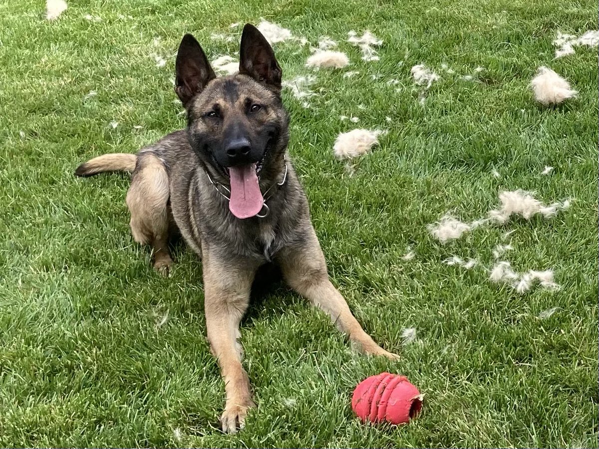 NSP Dog Division tweet media