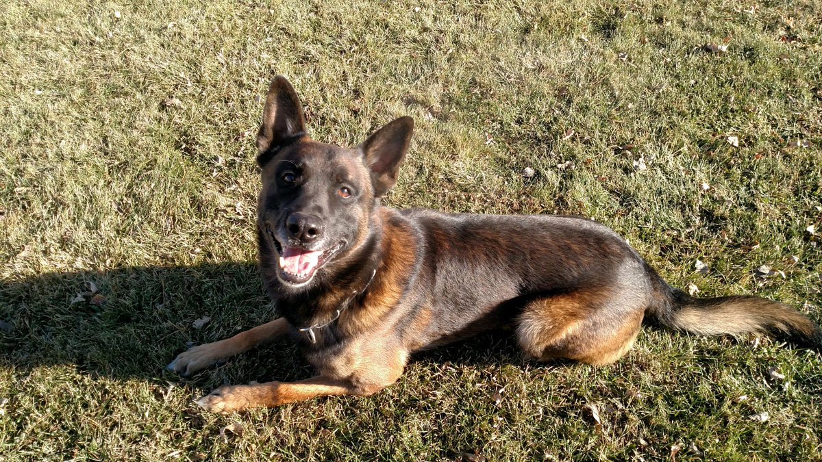 NSP Dog Division tweet media