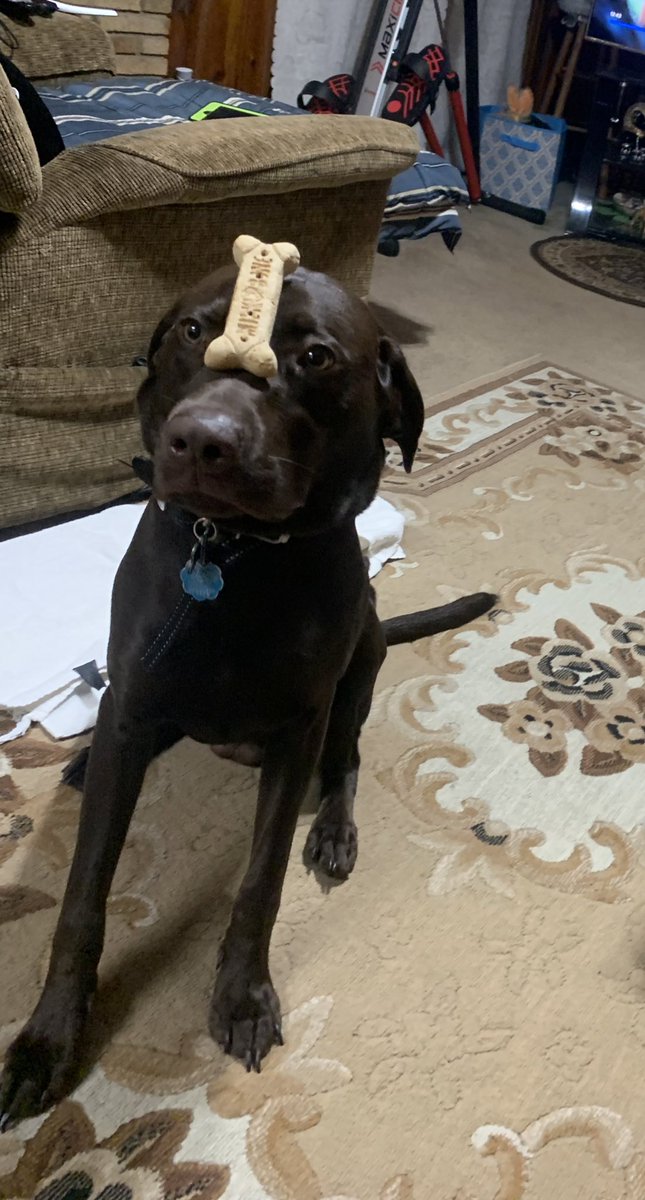 sagar3159's tweet image. Awe hims is so adorable!!!! Gotta love a good lab pup!!! This is my 8month old chocolate lab/Weimaraner puppers!!! #MansBestFriend #LearningTricks #WeimaDorPup