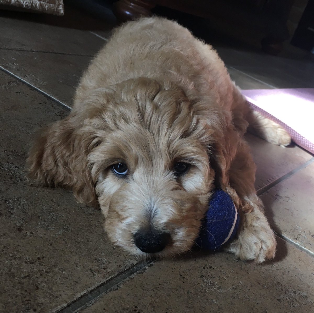 Happy #NationalDogDay to the newest member of the family: Bo Doodley Picazo! He’s almost four months old, and still has some puppy issues, but he’s just the sweetest thing ever! 

And Happy Dog Day in heaven to our Buddy and Samson! ❤️