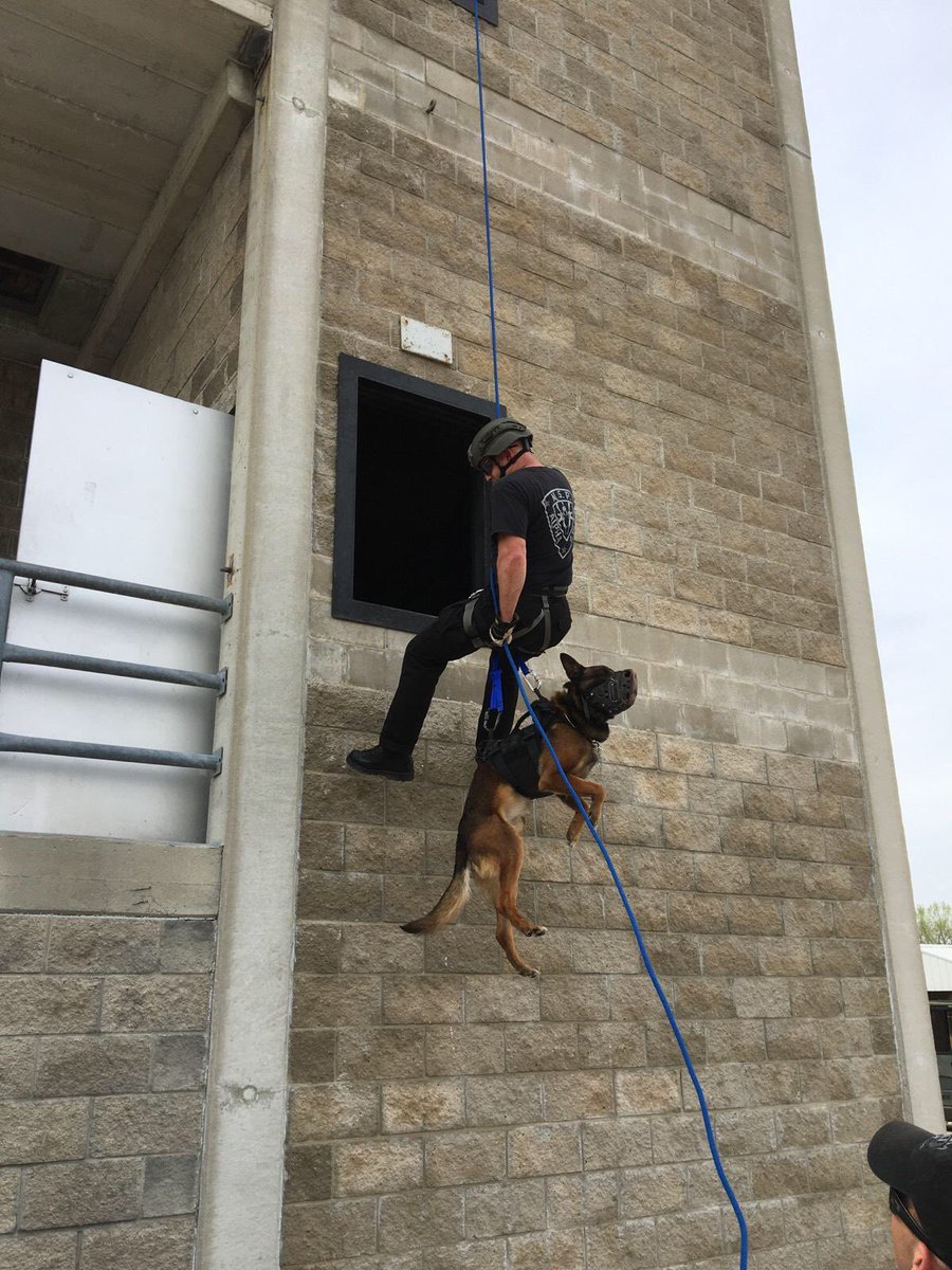 NSP Dog Division tweet media