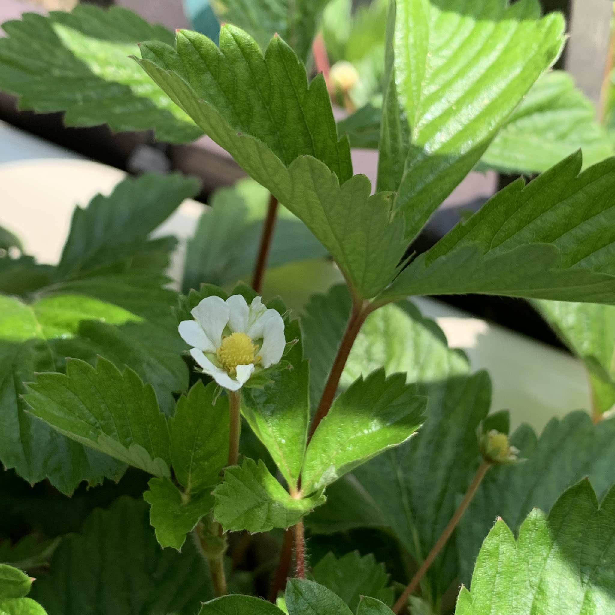 ころろスイーツ Samikanae Twitter