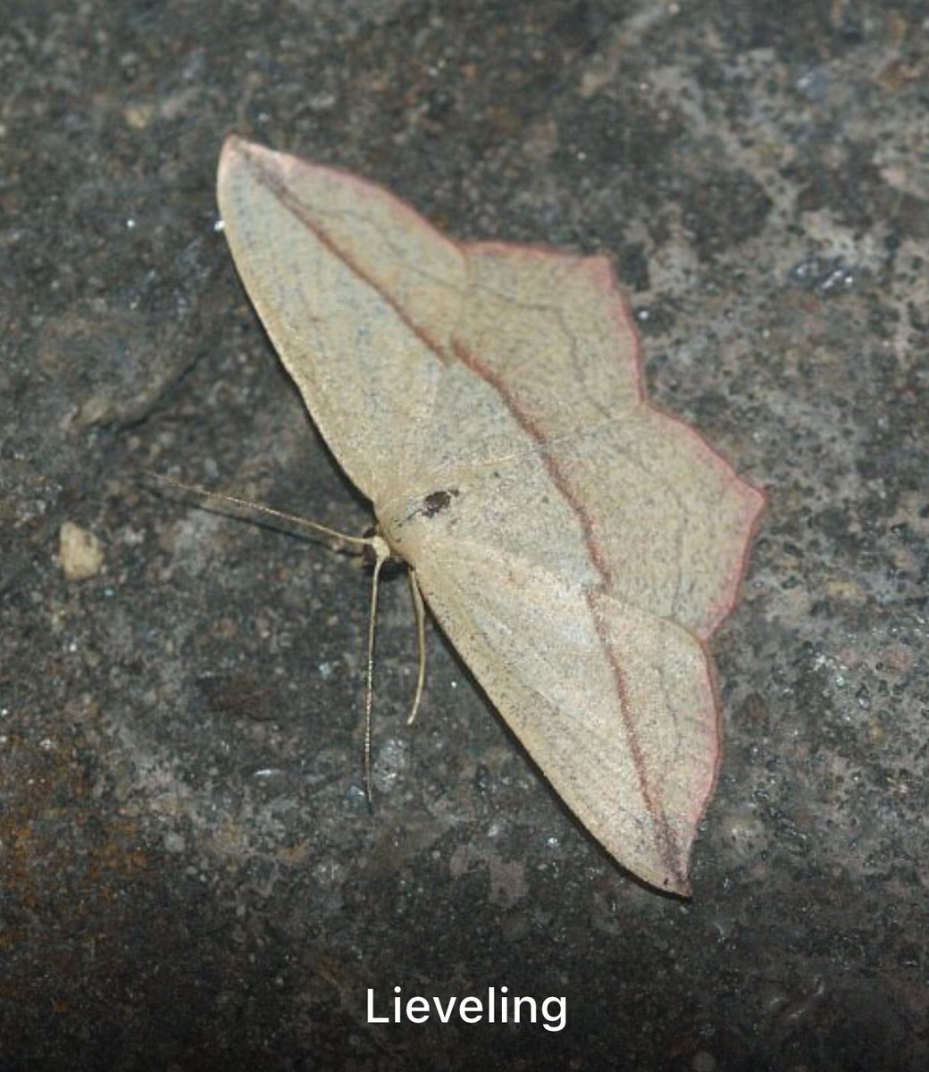 GoudseHout tweet media