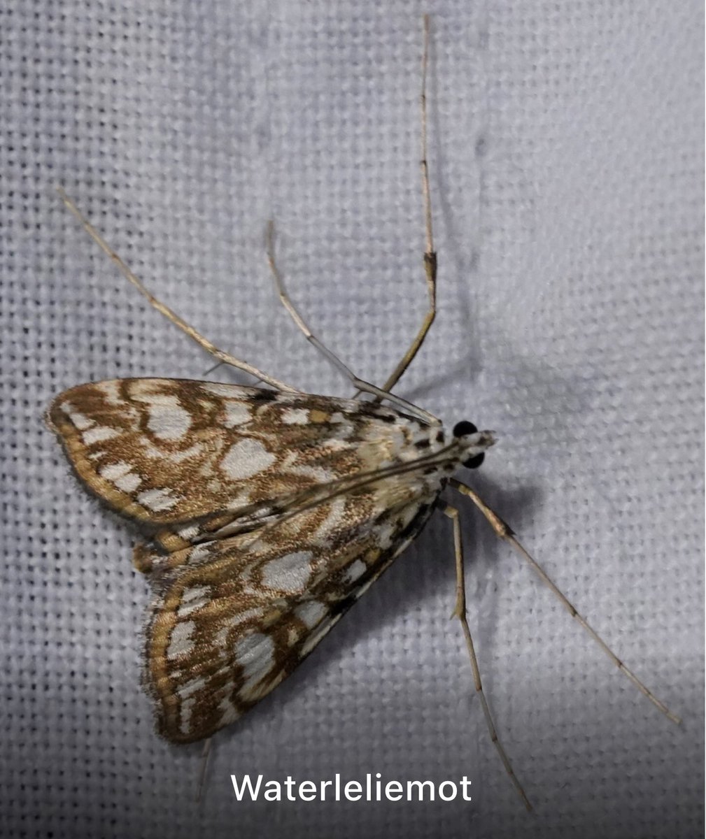 GoudseHout tweet media