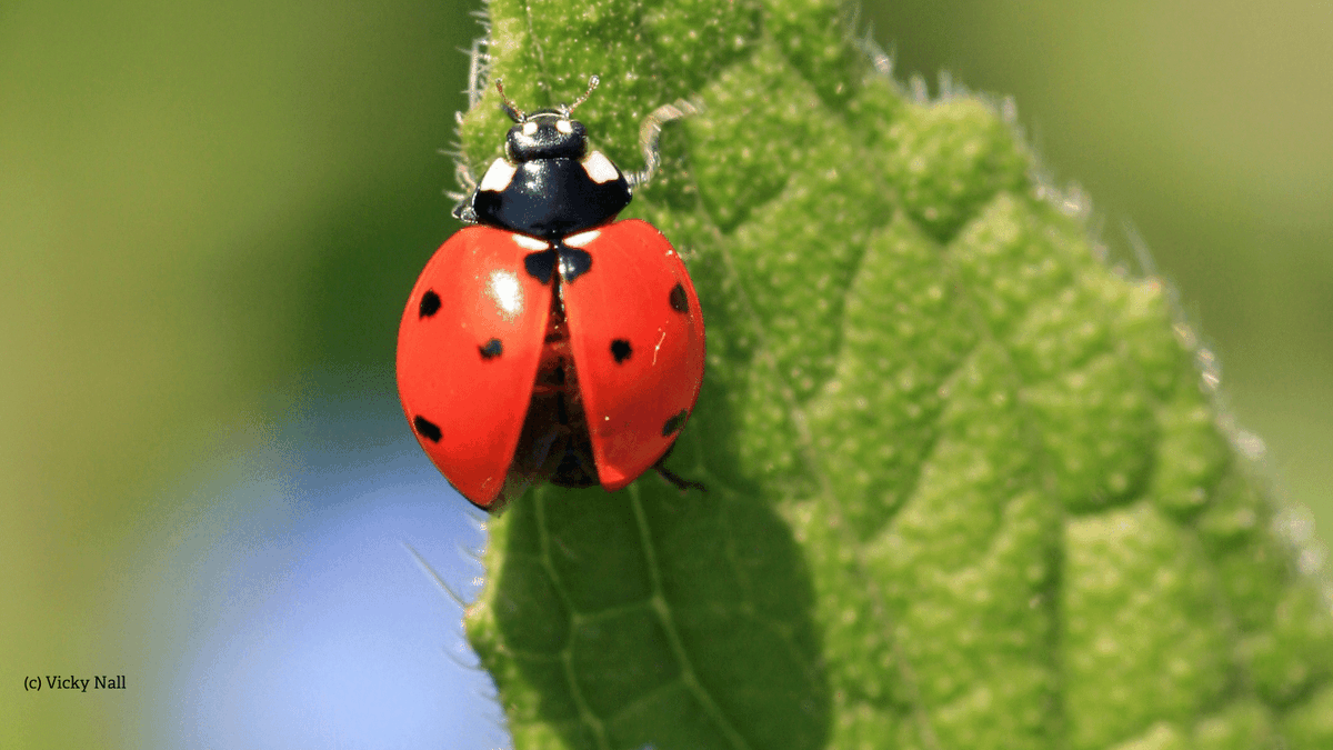 Would you like to use your skills to help Avon's wildlife? Why not apply to join our Board of Trustees? 
We want to build an inclusive Board that reflects the  communities that we serve. if you're interested, please go to  avonwildlifetrust.org.uk/jobs/become-a-…