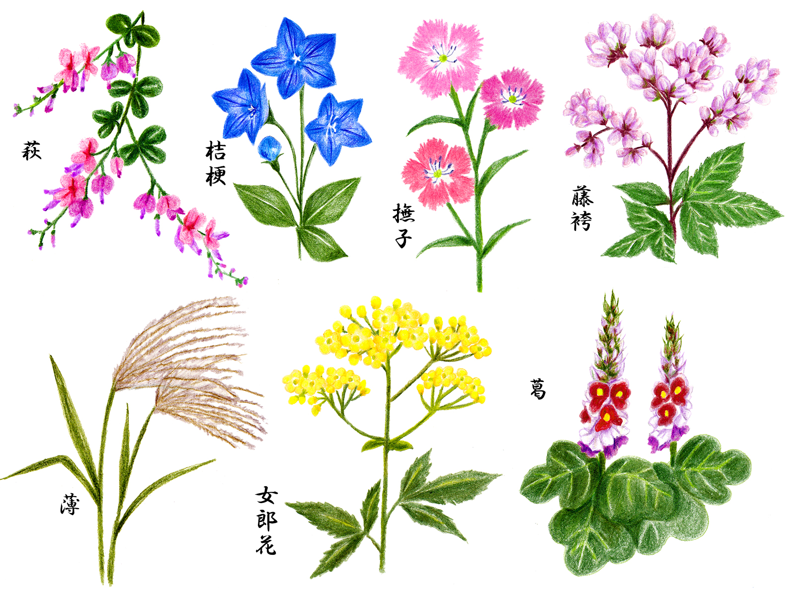 تويتر Camellia Tea Ceremony على تويتر Bush Clover Blooms Silver Grass And Kudzu Pinks Valerian And Fujibakama Morning Glory Blooms 萩の花尾花葛花 くずはな撫子の花 女郎花をみなへしまた藤袴ふぢはかま朝顔の花 Yamanoue No Okura 山上憶良 Man