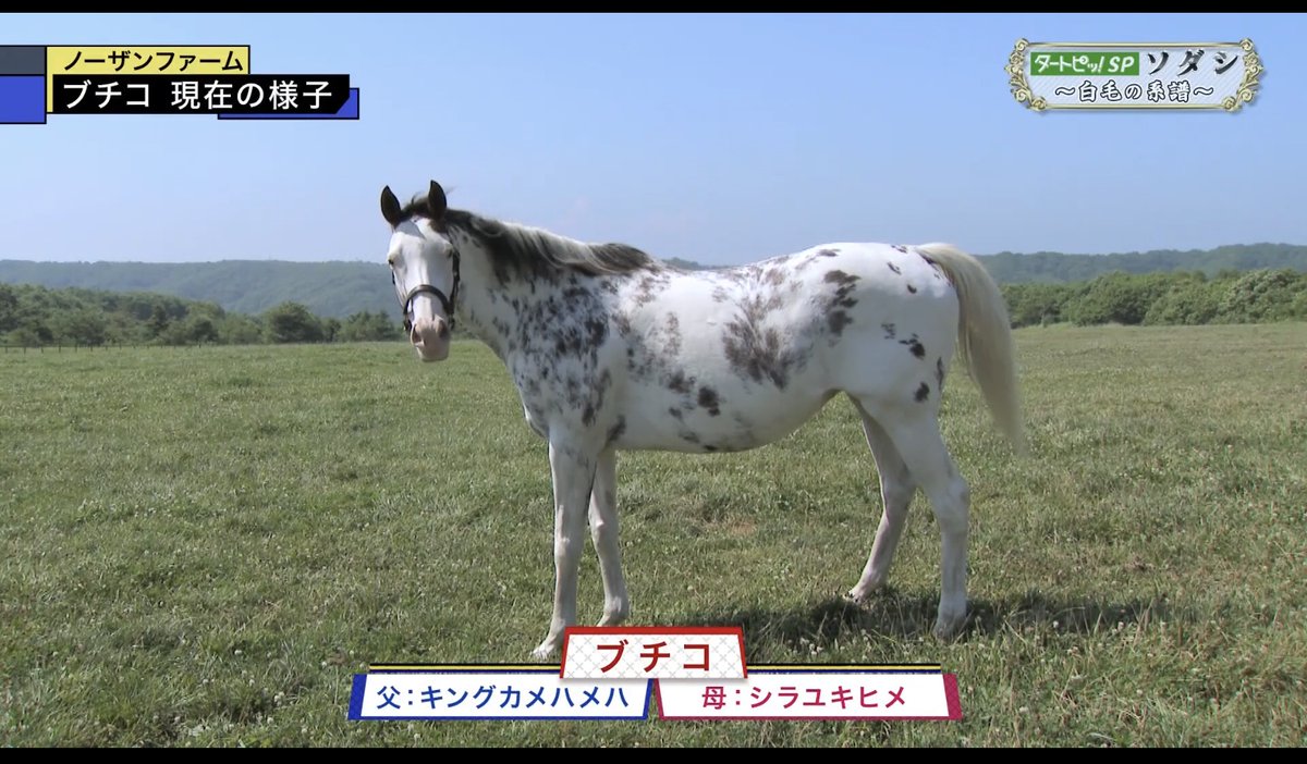 競走馬ソダシの母 ブチコ 厩務員さんとのイチャラブ加減が超可愛いので見て 厩務員さんもブチコと模様を合わせてて愛が深すぎた Togetter 競走馬ソダシの母 ブチコ 厩務員さんとのイチャラブ加減が超可愛いので見て 厩務員さんもブチコと模様を合わせてて愛が深すぎた Togetter