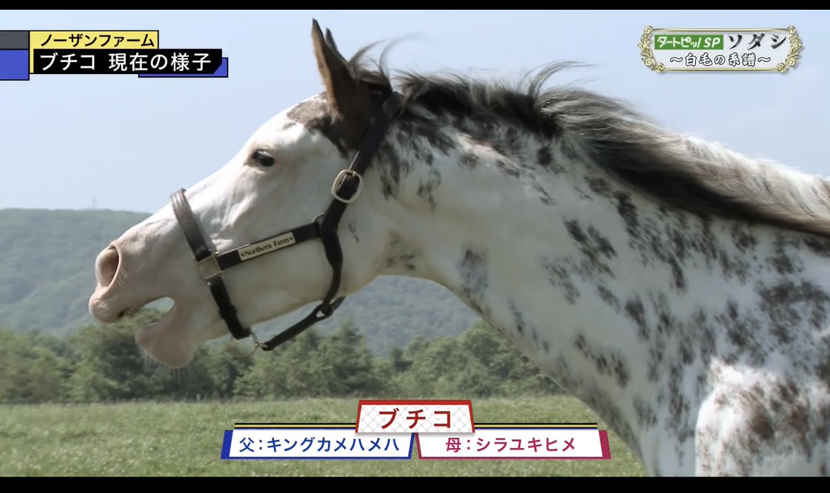 未開封】ブチコ フィギュア付ポーチ ソダシの母 競馬 ウマ娘