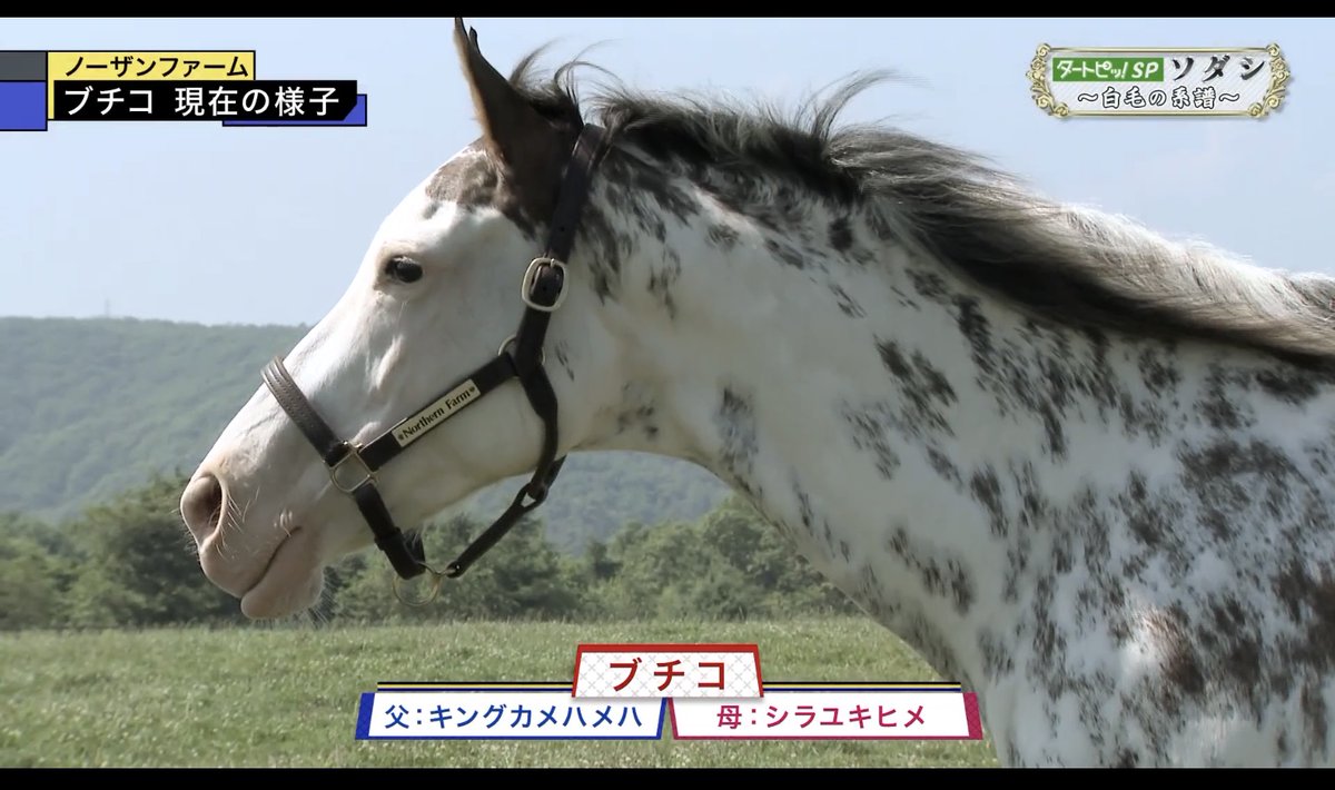 競走馬ソダシの母 ブチコ 厩務員さんとのイチャラブ加減が超可愛いので見て 厩務員さんもブチコと模様を合わせてて愛が深すぎた Togetter 競走馬ソダシの母 ブチコ 厩務員さんとのイチャラブ加減が超可愛いので見て 厩務員さんもブチコと模様を合わせてて愛が深すぎた Togetter