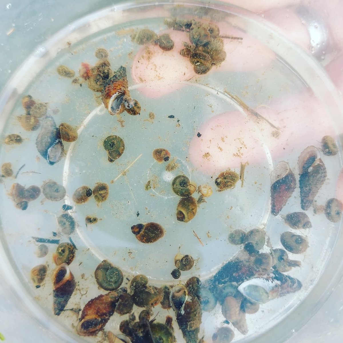 What have we been searching for? Snails of course! Specifically those that transmit schistosomiasis. And what a success it was! Stay tuned to find out if we found the parasites too...  #schistosomiasis #schisto_ntds #NeglectedTropicalDiseases