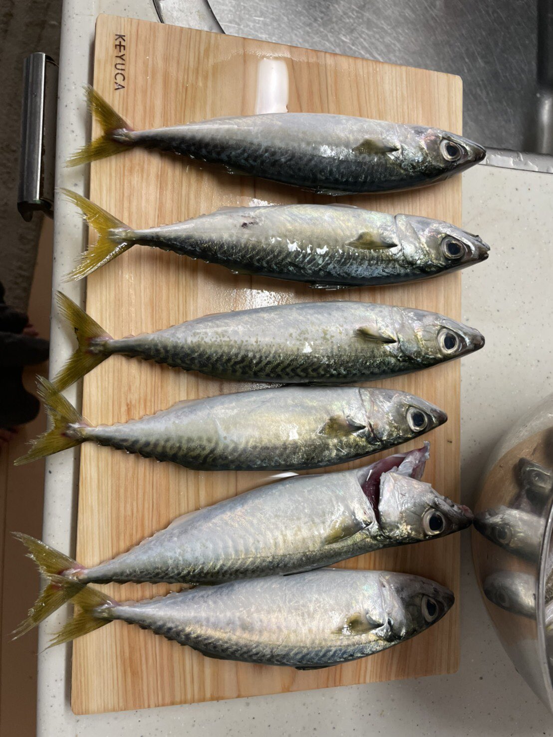 トビー 今日の釣果 8月27日 鯖６匹 カマスいっぱい 初釣り 千葉港 釣り T Co 09xkwols8k Twitter