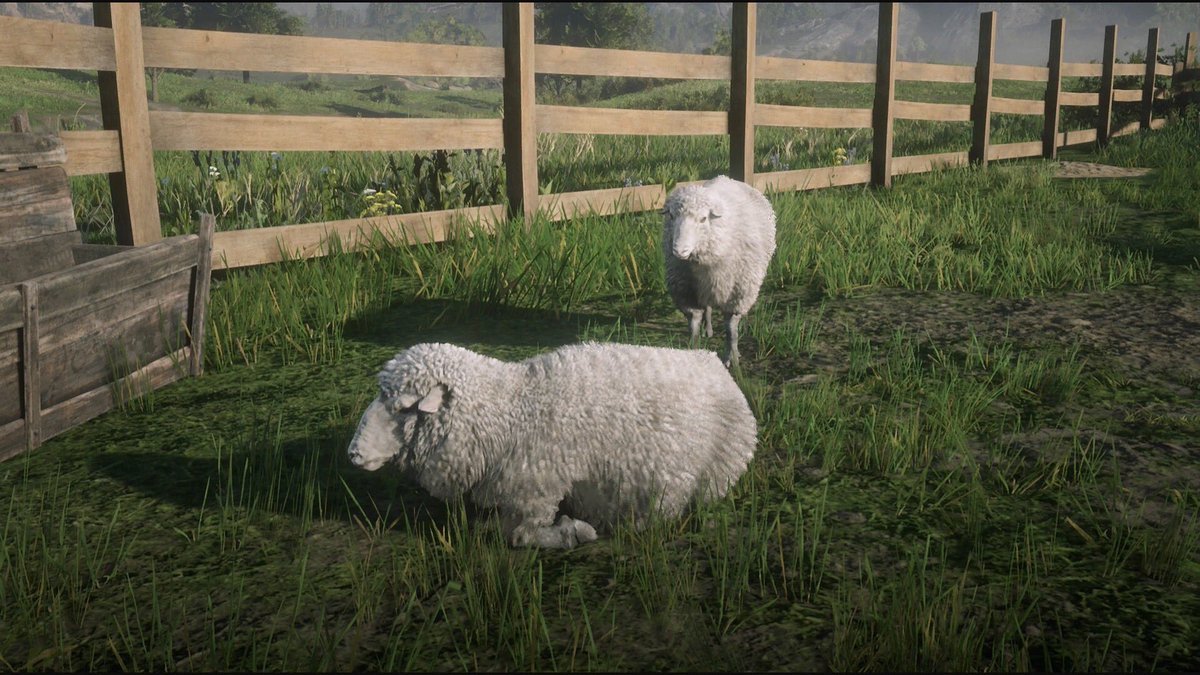 Prosperidade01's tweet photo. [RDR2]
クリップスの貿易商の在庫補充にはエメラルド牧場の羊がオススメです。各柵の中に平均して3、4匹いるため2台程の馬車があれば効率的に確保ができます。牧場内にはNPCが作業していたりするため夜間の2時頃を狙うと良いでしょう。#PS4share #RDR2 #RDOnline https://t.co/i05hEa66Xo