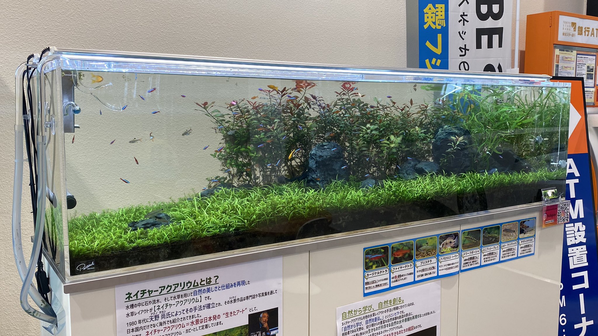 كابوس حدد عداء Aquarium 180 Cm Red I Org