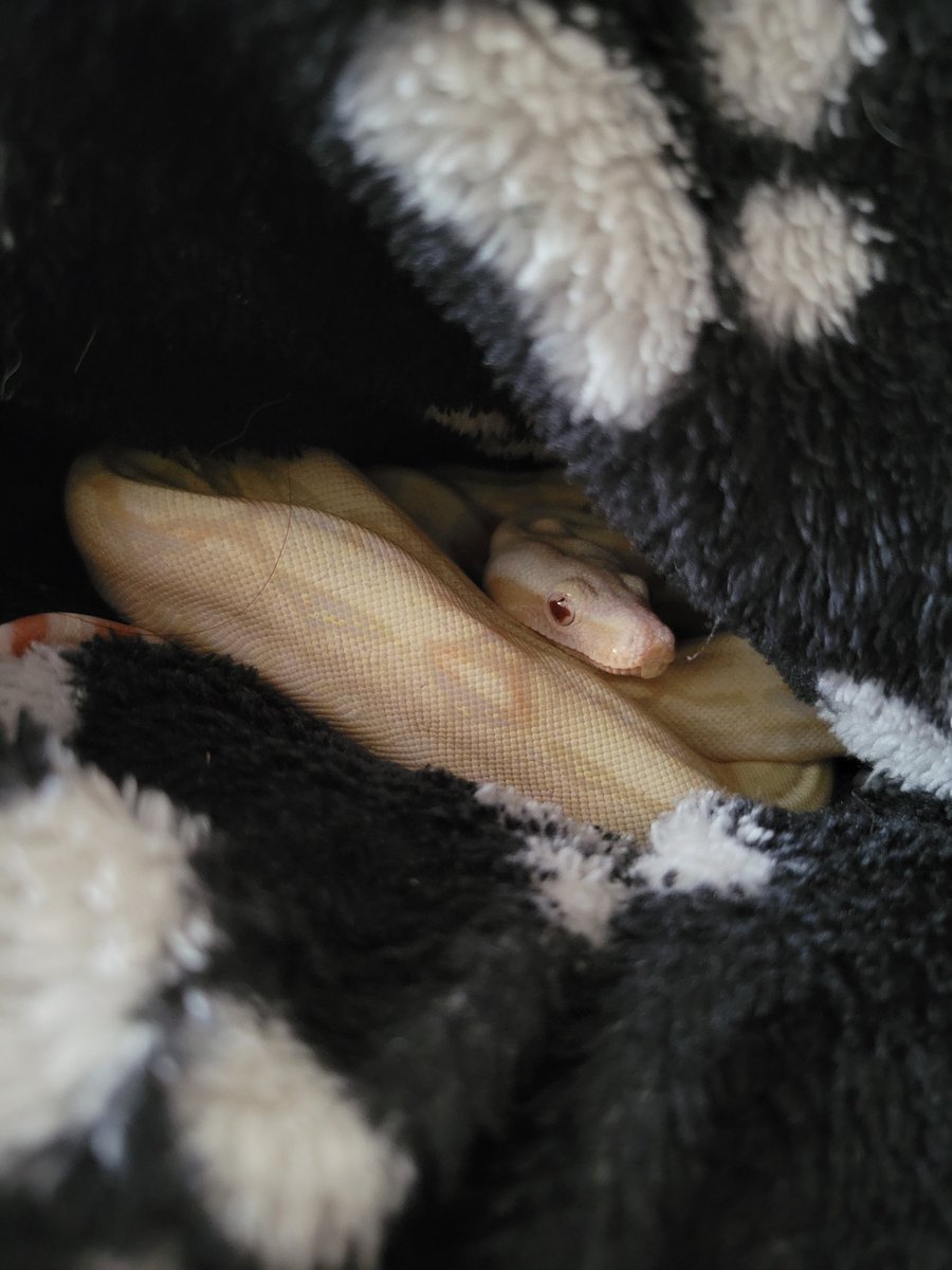 StarfruitSuits's tweet photo. Y'all enjoy babies in blankets? ;3
#reptiles #boaconstrictor #scalebaby https://t.co/Fq0wQo4GGX