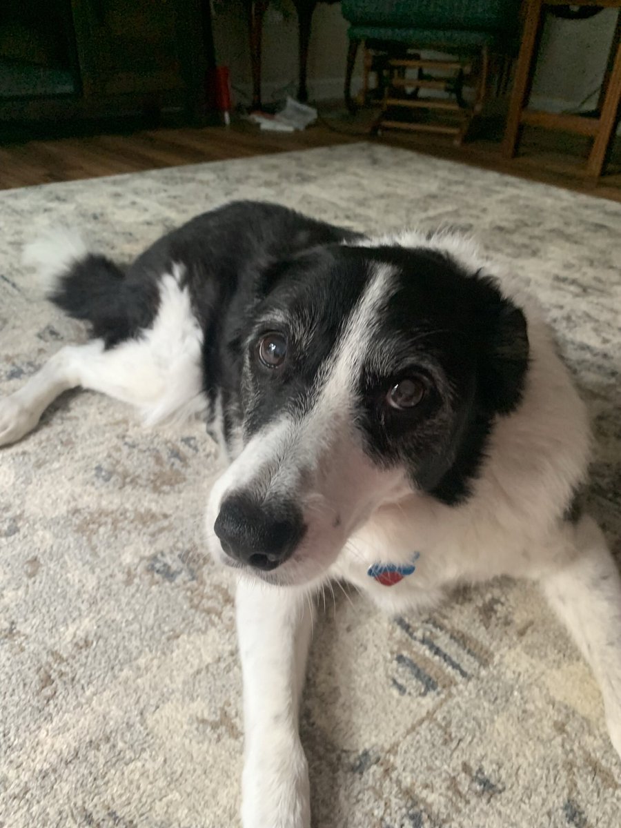 Mom2twinsanmore's tweet photo. @NicoleNalepaTV @MyCTCommunity Today has been a hard day. We had to send our Jazzi over the rainbow 🌈 on 8/12. She was 14.2 years old and our hearts shattered. Seeing all the pictures today was happy and Sad. https://t.co/U0Xlo1OMHF