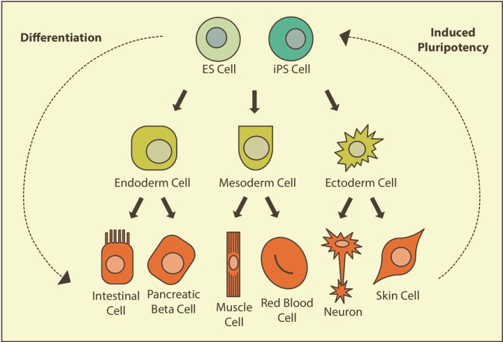 Дифференцировка стволовой клетки плюриопотентные мультипот. Induced pluripotent stem cells. Inducing stem. Стволовая клетка рисунок. Induced pluripotent stem cells.