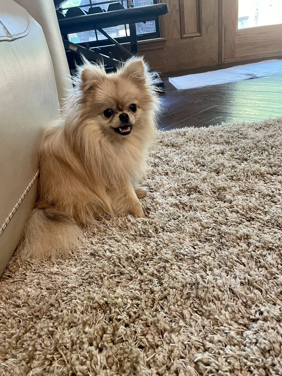 td4798's tweet photo. Happy dog day from the happiest doggo 🥰 https://t.co/3nTn2L49dC