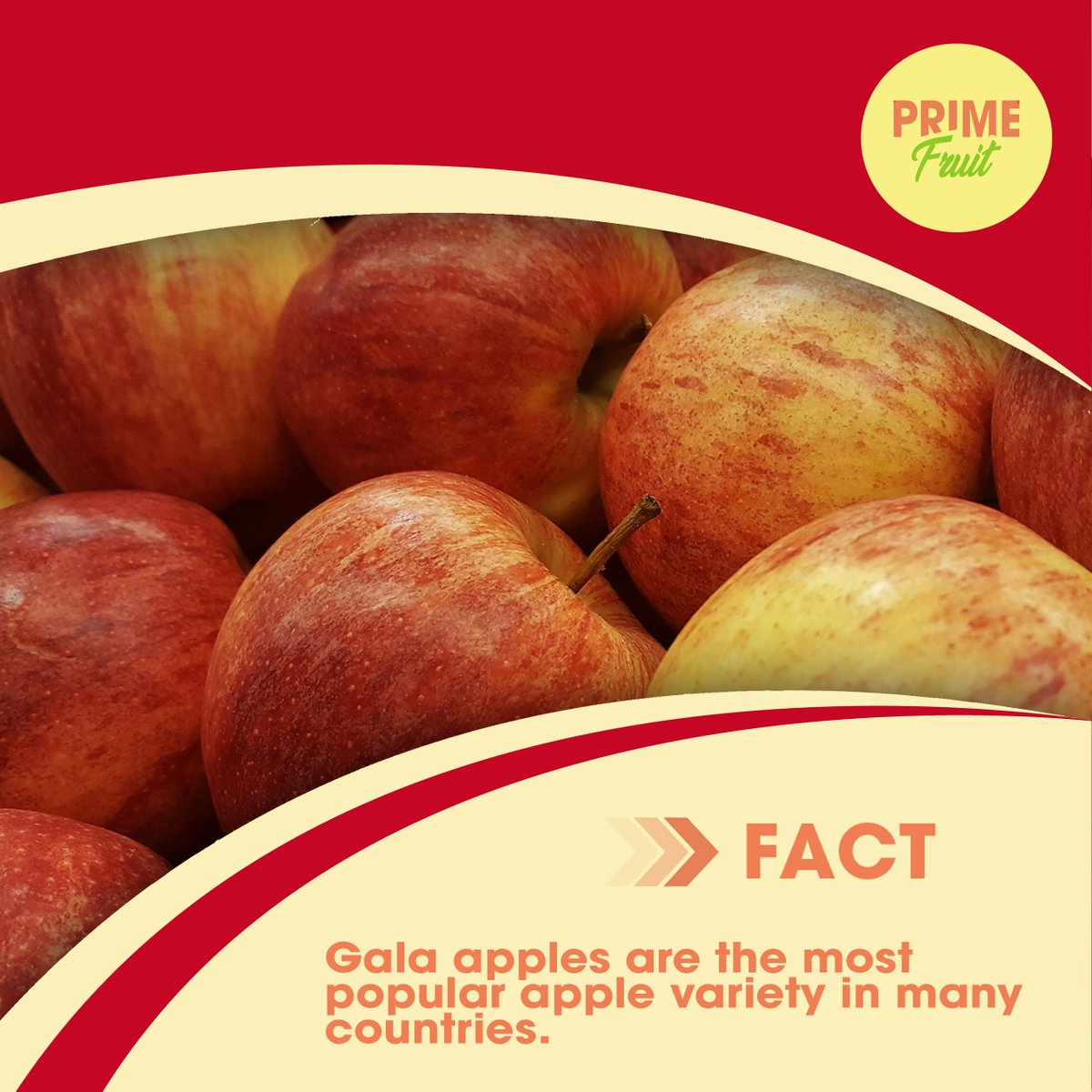 In 2018, the Gala apple surpassed the classic Red Delicious in popularity. It’s currently the number one selling apple in many countries. 🍎🍎🍎

#dxblife #UAE
#mydubailife #dxblife🇦🇪 #DubaiLife #dxb 
#MyDubai #DubaiFruits
#FruitDeliveryDubai #DubaiFruitDelivery #emirates #Gala