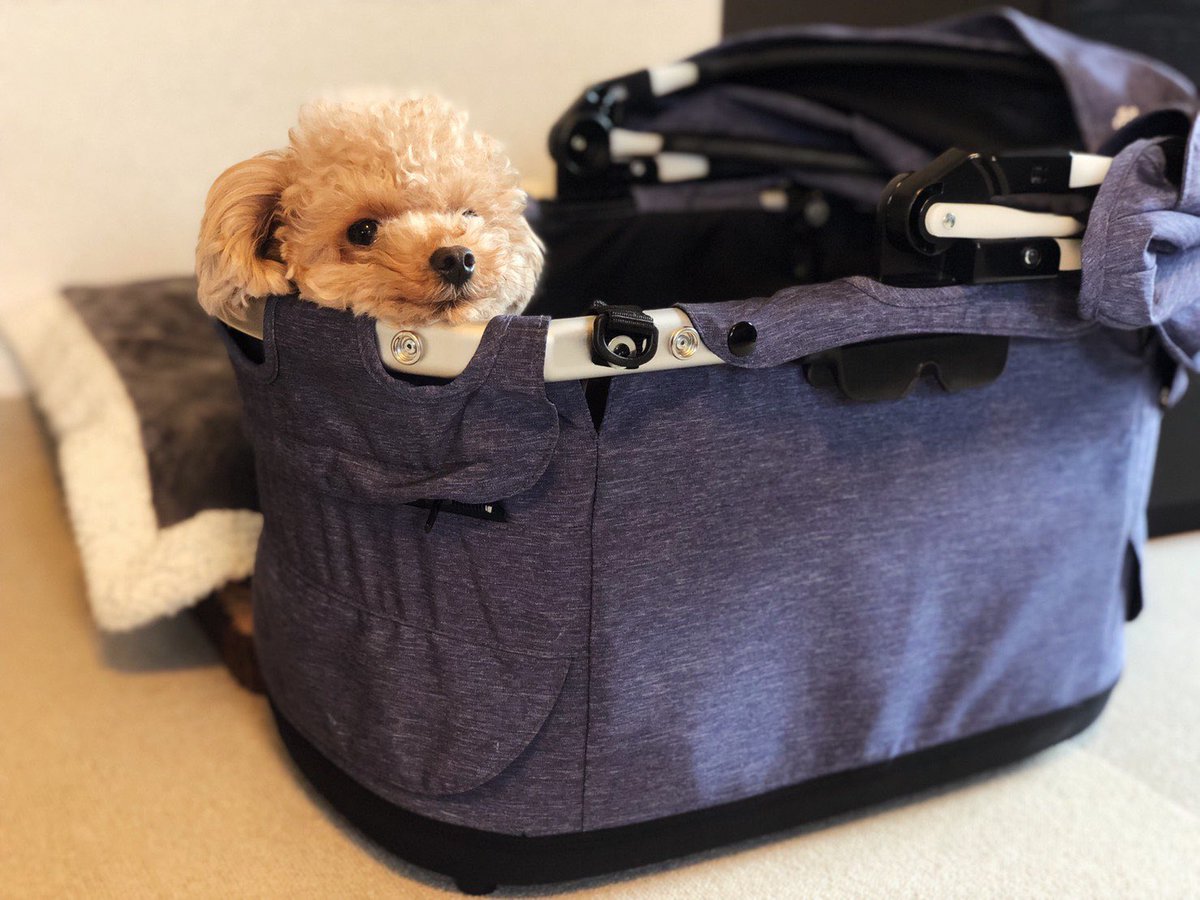 Charooo55's tweet photo. 『ねえお出かけ、まだーー？🧸』
準備始めるとすぐ飛び乗ります😋

#トイプー #トイプードル #犬好きさんと繋がりたい #いぬすたぐらむ #いぬのいる暮らし #ティーカッププードル #犬との暮らし https://t.co/HlwPK9laAN