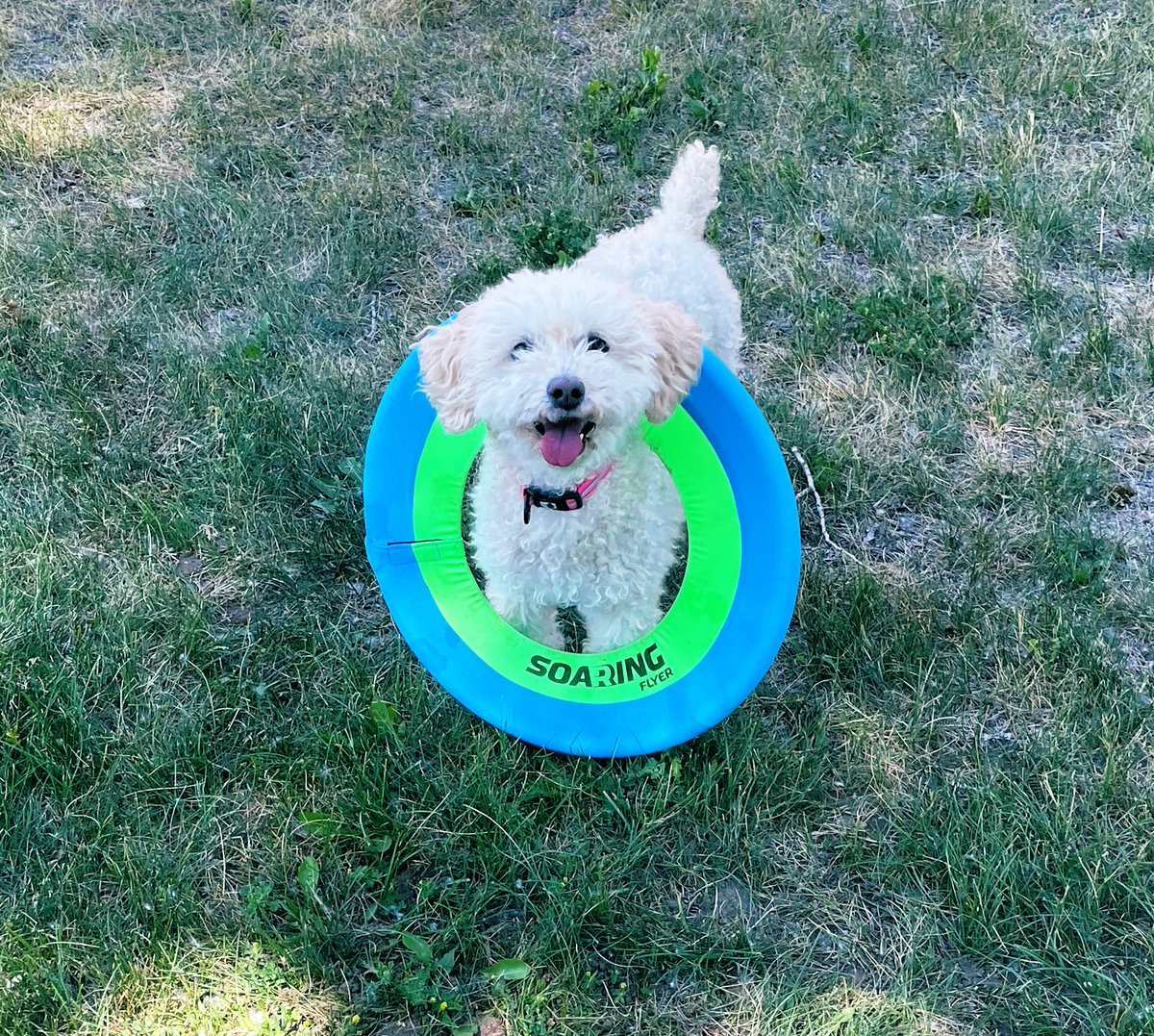 Couldn’t miss #nationaldogday for this tiny frisbee-loving girl💕