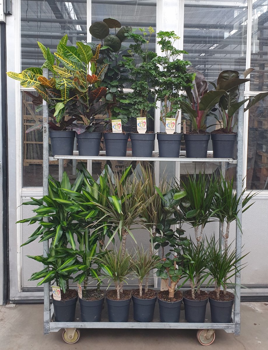 Verschillende leuke mix karren voor de rentree, zit er iets tussen voor jou neem gerust contact met ons op !