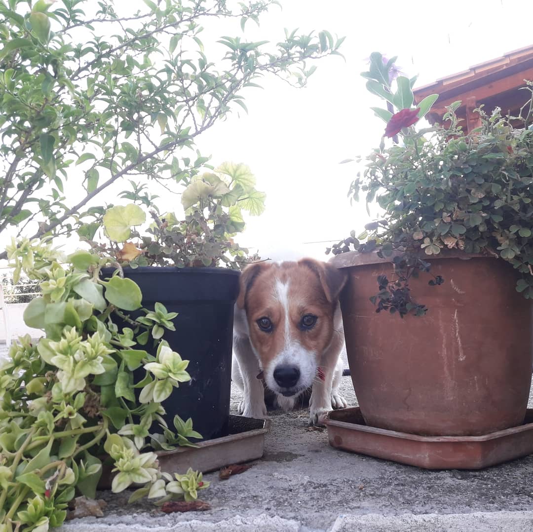 GGWorld's tweet photo. Uh oh, someone's watching! Meet Rudy. 2021 edition on left, 2019 edition on right! He's grown so much!!
#InternationalDogDay
#itsADogsLife
#VillageLife
#Summer2021
#Crete
#Greece
#HappyPlace
#Apokoronas
#GreekSummer
#VisitGREECE
#SupportGREECE
#BuyGREEK
#GreekDogs
🇬🇷💙🇬🇷 https://t.co/IsLbvs7BJN