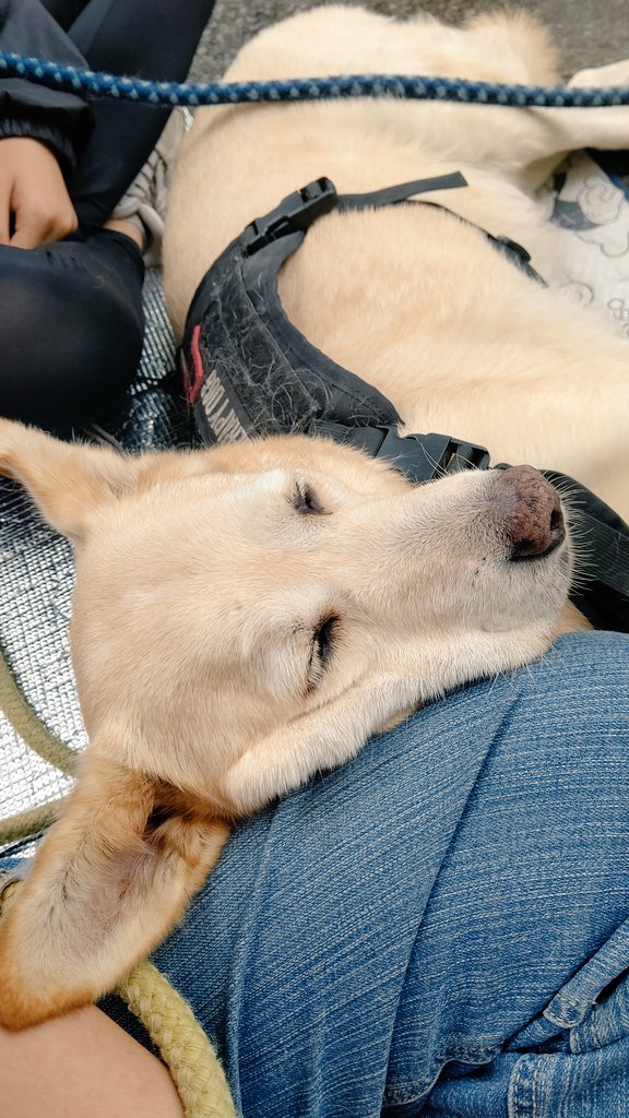 噛み犬 Twitter Search 噛み犬 Twitter Search